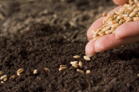 На следующей неделе Могилевщина приступит к массовому севу зерновых