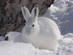 https://www.sledopit.by/image/data/22121mountain_hare_05.jpg